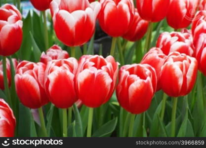 Beautiful of tulips in Gardens by the Bay, Singapore