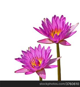 Beautiful of two pink waterlily, isolated on a white background