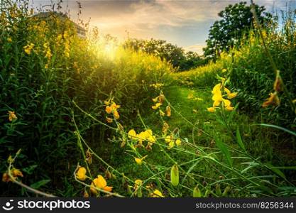Beautiful of yellow sunn hemp field yellow flowering blooming in fields for soil improvement at sunset sky with white clouds in Thailand.