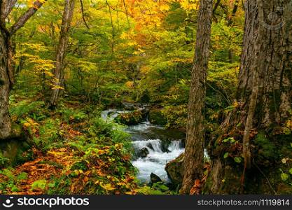 Beautiful Oirase Mountain Stream flow over rocks in colorful foliage of autumn season forest at Oirase Gorge in Towada Hachimantai National Park, Aomori Prefecture, Japan.