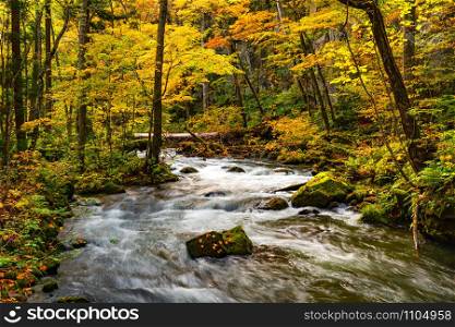 Beautiful Oirase Mountain Stream flow over rocks in the colorful foliage of autumn forest at Oirase Gorge in Towada Hachimantai National Park, Aomori Prefecture, Japan