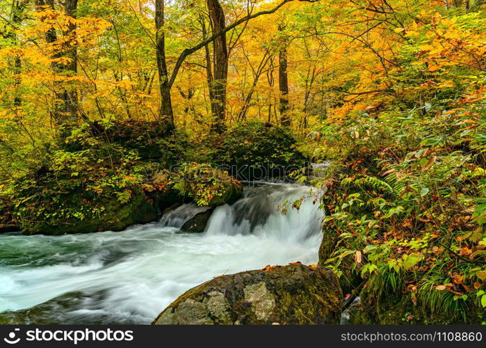 Beautiful Oirase Mountain Stream flow passing the colorful foliage in autumn season forest at Oirase Valley in Towada Hachimantai National Park, Aomori Prefecture, Japan