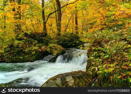 Beautiful Oirase Mountain Stream flow passing the colorful foliage in autumn season forest at Oirase Valley in Towada Hachimantai National Park, Aomori Prefecture, Japan