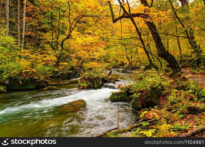 Beautiful Oirase stream flow along the Oirase Walking Trail pass through the colorful foliage forest of autumn season at Oirase Gorge in Towada Hachimantai National Park, Aomori Prefecture, Japan.