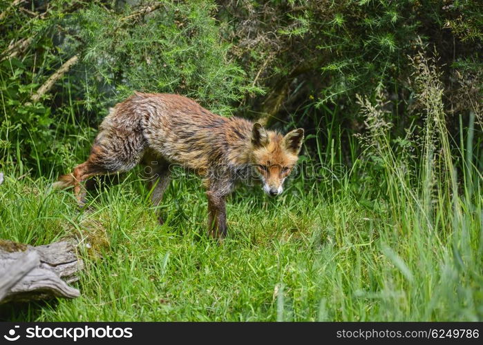 Beautiful old female vixen fox in long Summer grass