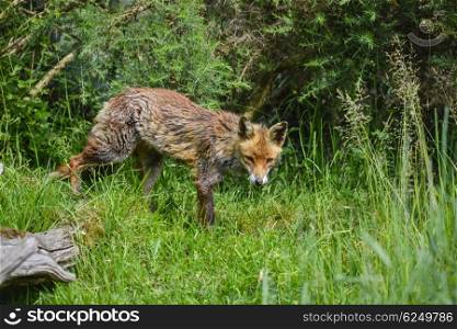 Beautiful old female vixen fox in long Summer grass