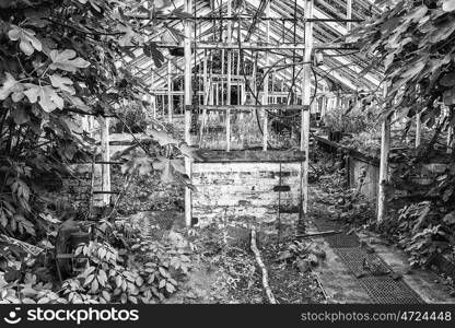 Beautiful old Victorian era greenhouse left ro ruin in old English garden in black and white