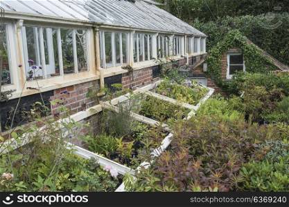 Beautiful old Victorian era greenhouse left ro ruin in old English garden