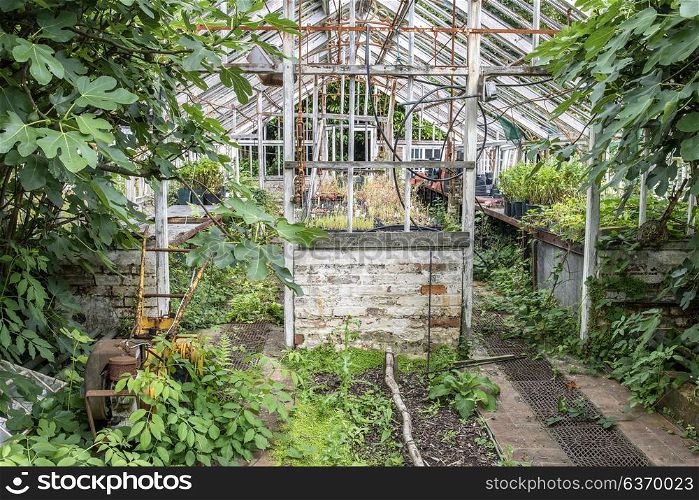 Beautiful old Victorian era greenhouse left ro ruin in old English garden