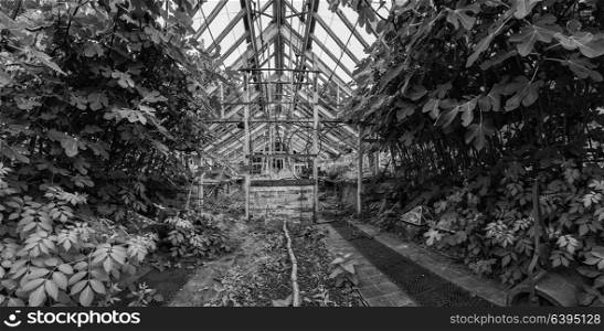 Beautiful old Victorian era greenhouse left ro ruin in old English garden in black and white