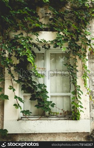Beautiful old window overgrown with green ivy