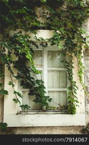 Beautiful old window overgrown with green ivy