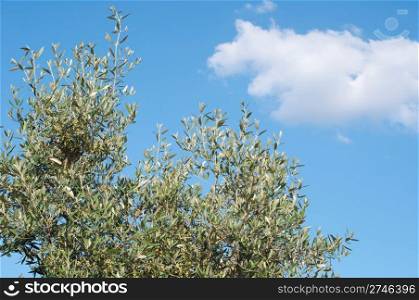 beautiful olive tree close-up against blue sky background