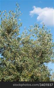 beautiful olive tree close-up against blue sky background