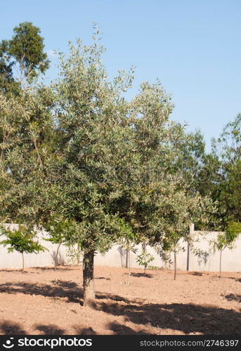 beautiful olive tree in a small farm (blue sky background)