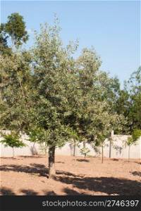 beautiful olive tree in a small farm (blue sky background)