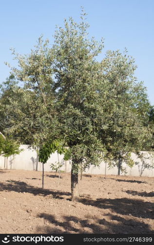 beautiful olive tree in a small farm (blue sky background)