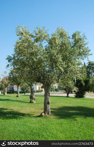 beautiful olive tree on the countryside grass