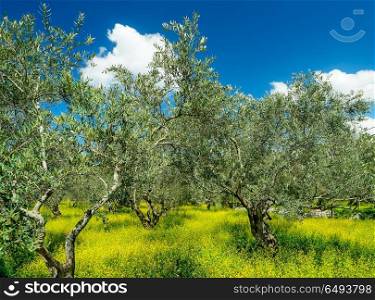 Beautiful olives garden in spring sunny day, olive oil production, farm landscape, amazing fresh nature of Mediterranean countryside. Beautiful olives garden