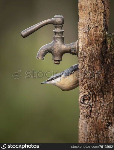 Beautiful on Nuthatch garden bird Sitta Europaea in Spring sunshine feeding near tap in wooden post