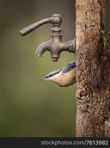 Beautiful on Nuthatch garden bird Sitta Europaea in Spring sunshine feeding near tap in wooden post