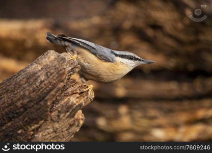 Beautiful on Nuthatch garden bird Sitta Europaea in Spring sunshine on branch in tree