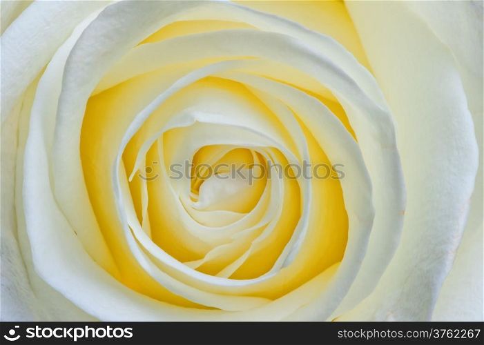 beautiful open flower white rose macro