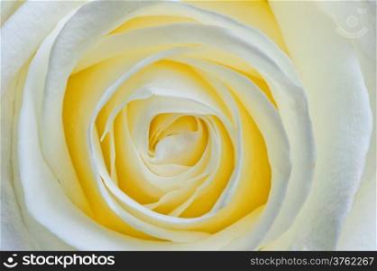 beautiful open flower white rose macro