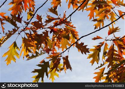 Beautiful orange and red foliage of oak against the blue sky during the autumn leaf fall. Beautiful foliage of oak