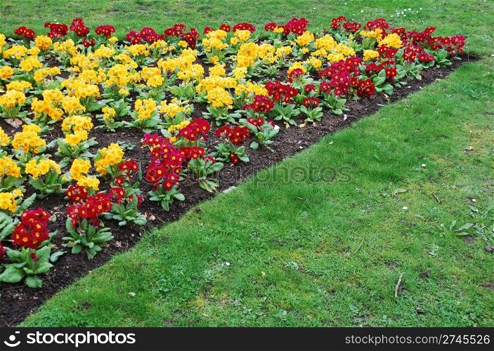 beautiful orange and red primrose flowers at a public garden