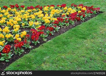 beautiful orange and red primrose flowers at a public garden