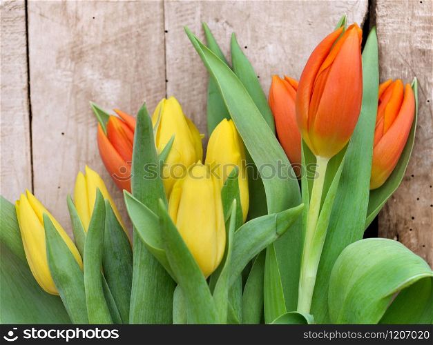 beautiful orange and yellow tulips in their leaves on wooden background