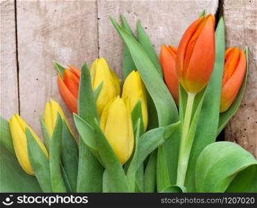 beautiful orange and yellow tulips in their leaves on wooden background