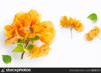Beautiful orange bougainvillea flower with leaves on white background.