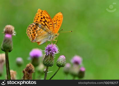 Beautiful orange butterfly on thistle. Natural colorful background. Argynnis paphia  Argynnis paphia 