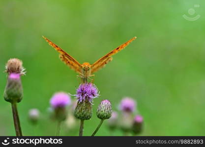 Beautiful orange butterfly on thistle. Natural colorful background. Argynnis paphia  Argynnis paphia 