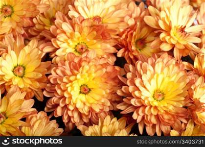 Beautiful orange chrysanthemum flower autumn vivid background