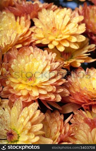 Beautiful orange chrysanthemum flower autumn vivid background with dew