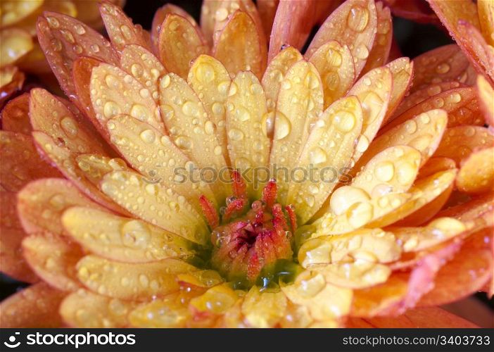 Beautiful orange chrysanthemum flower autumn vivid background with dew