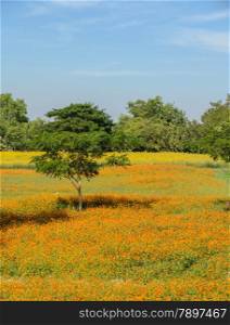 Beautiful orange cosmos flower field