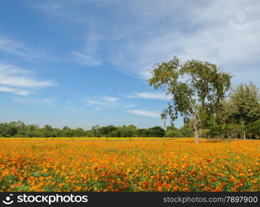 Beautiful orange cosmos flower field