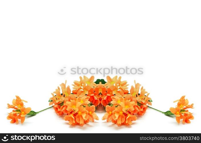 Beautiful orange Firecracker flower (Crossandra infundibuliformis), isolated on a white background