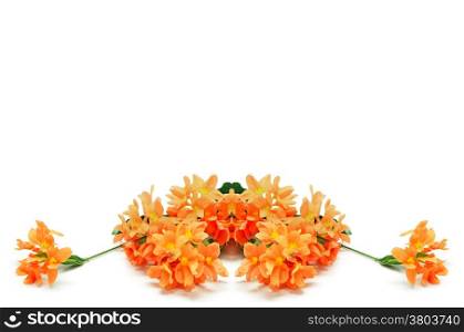 Beautiful orange Firecracker flower (Crossandra infundibuliformis), isolated on a white background