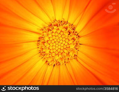 Beautiful orange flower