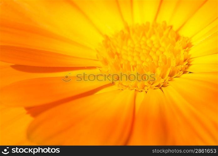 Beautiful orange flower close-up shot