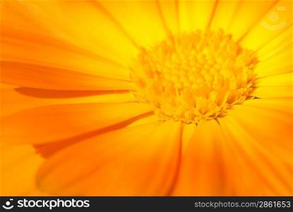 Beautiful orange flower close-up shot