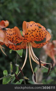 Beautiful orange flower in a garden that had