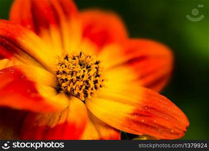 Beautiful orange flower in spring with green natural background. Detailed macro photography.. Beautiful orange flower in spring with green natural background.