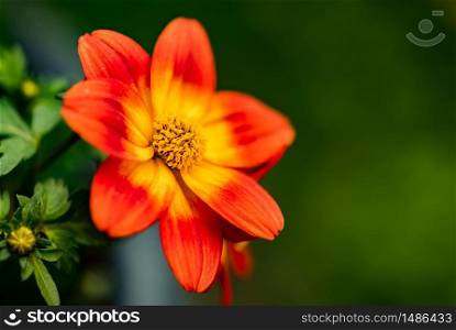 Beautiful orange flower in spring with green natural background. Detailed macro photography.