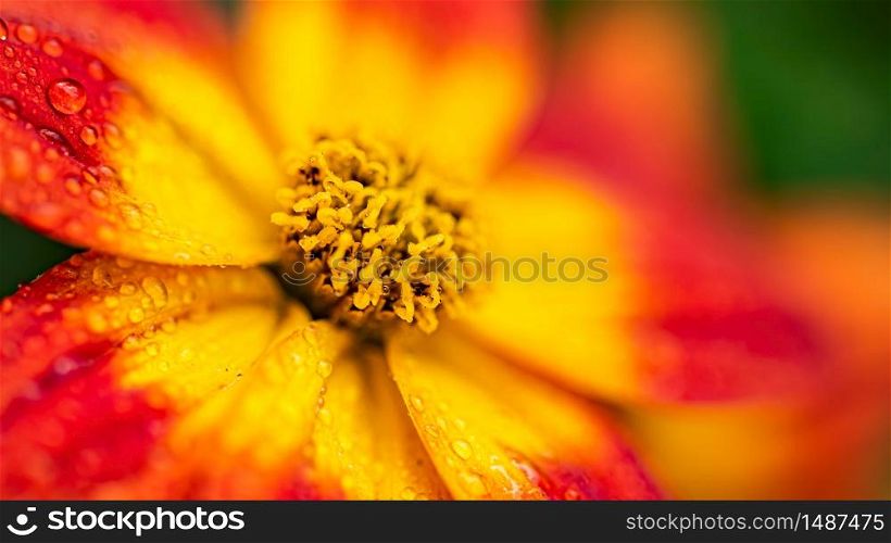 Beautiful orange flower in spring with green natural background. Detailed macro photography.. Beautiful orange flower in spring with green natural background.